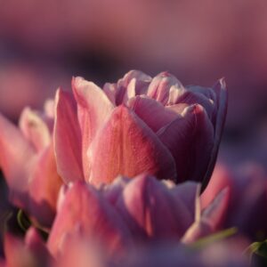 Fête de la Tulipe à Morges