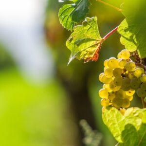 Croisière – A la découverte de la vigne et du vin