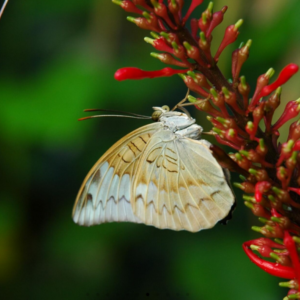 Sortie grotte de Vallorbe & Papiliorama