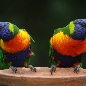Parc des oiseaux