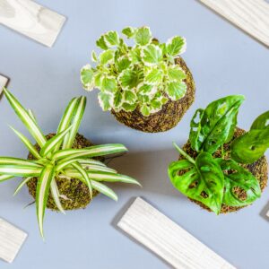 Atelier Kokedama – Grenoble